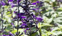 Salvia 'Amistad'