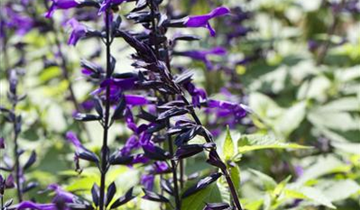 Salvia 'Amistad'