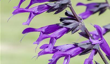 Salvia 'Amistad'
