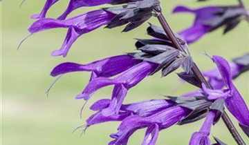 Salvia 'Amistad'