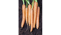 Daucus carota var. sativus 'Cubic'