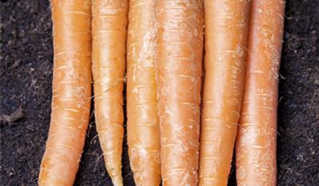 Daucus carota var. sativus 'Cubic'
