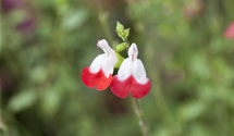 Salvia microphylla 'Hot Lips'