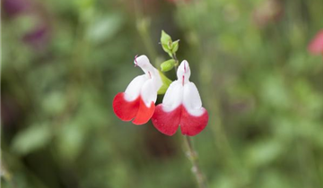 Salvia microphylla 'Hot Lips'