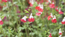 Salvia microphylla 'Hot Lips'