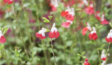 Salvia microphylla 'Hot Lips'