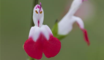 Salvia microphylla 'Hot Lips'