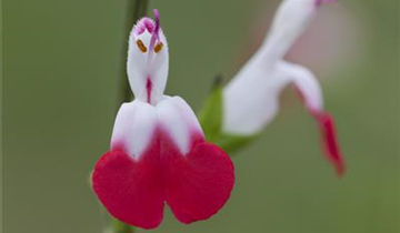 Salvia microphylla 'Hot Lips'