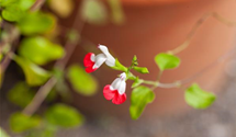 Salvia microphylla 'Hot Lips'