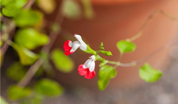 Salvia microphylla 'Hot Lips'