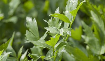 Levisticum officinale 'Verino'