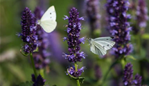 Agastache rugosa 'Black Adder'®