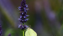Agastache rugosa 'Black Adder'®