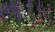 Agastache rugosa 'Black Adder'®