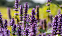 Agastache rugosa 'Black Adder'®
