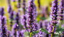 Agastache rugosa 'Black Adder'®