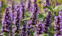 Agastache rugosa 'Black Adder'®