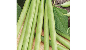 Phaseolus vulgaris var. vulgaris 'Markant'