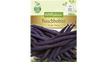 Phaseolus vulgaris var. nanus 'Purple Teepee'