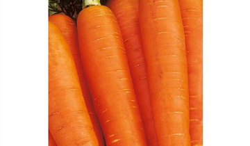 Daucus carota var. sativus 'Cubic'