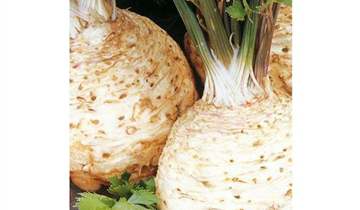 Apium graveolens var. rapaceum 'Prager Reuzen'
