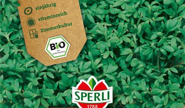 Lepidium sativum 'Einfache Grüne'