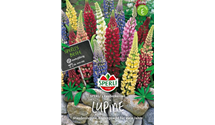 Lupinus polyphyllus 'Zauberkerze'