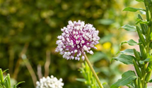 Allium porrum 'D´Elbeuf'