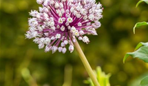 Allium porrum 'D´Elbeuf'