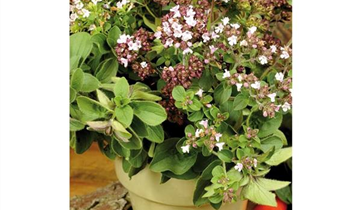 Origanum majorana