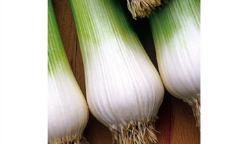 Allium fistulosum 'Freddy'