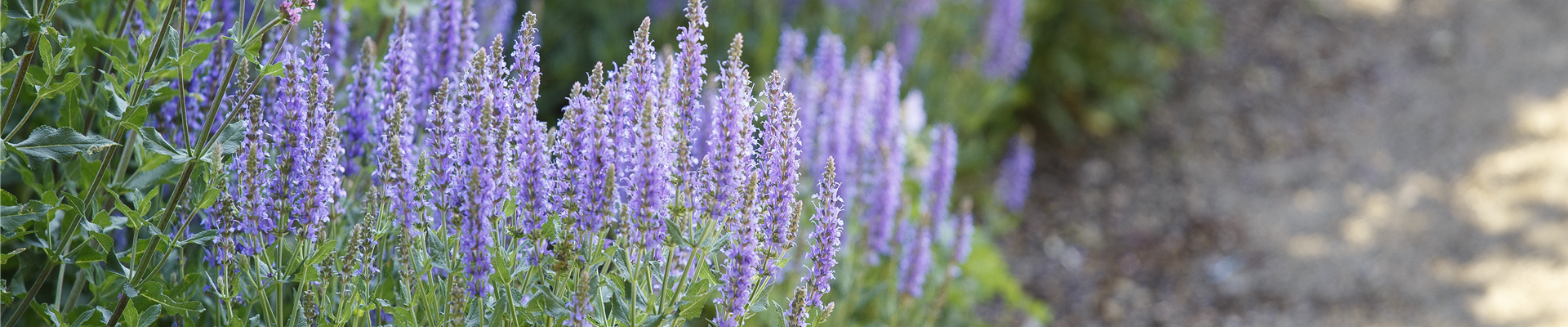 Salvia nemorosa 'Amethyst' Salvia nemorosa 'Amethyst'