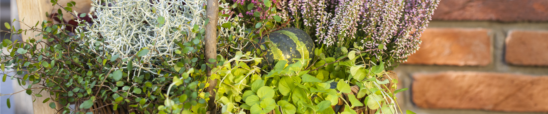 Lysimachia nummularia Lysimachia nummularia