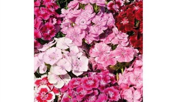 Dianthus barbatus, gefüllt