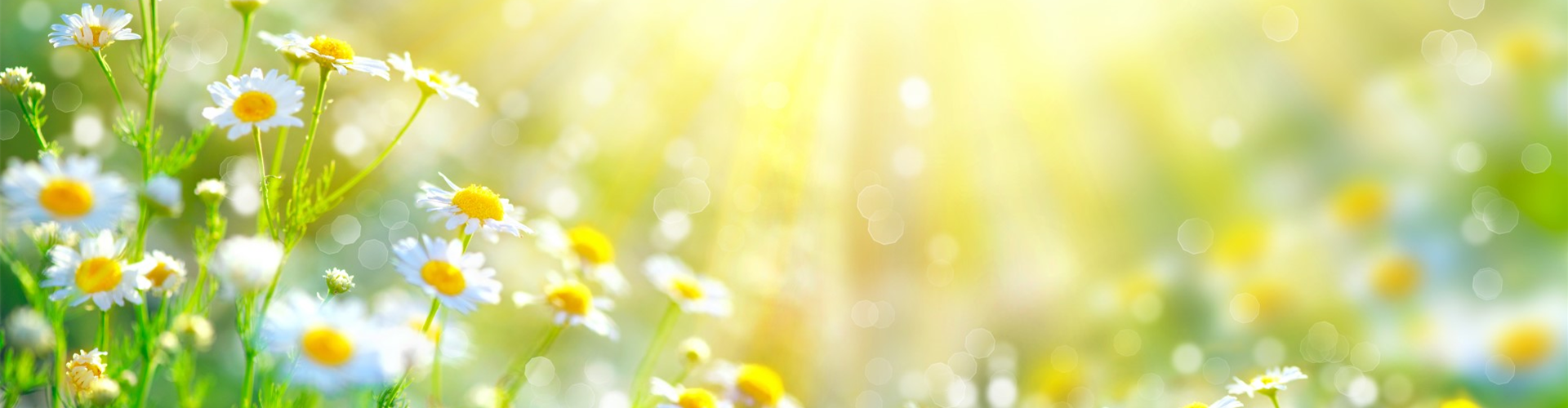 bigstock-Chamomile-flowers-field-wide-b-137923193 (Groß) bigstock-Chamomile-flowers-field-wide-b-137923193 (Groß)