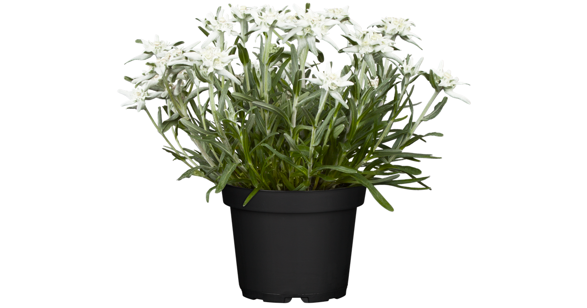solitärpflanze zimmerpflanze Chinesischer Geldbaum Zimmerpflanze Ø12cm 20cm kaufen
