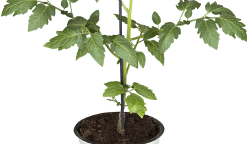 Solanum lycopersicum 'Mirado® Red'