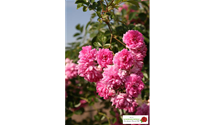Rosa 'Super Dorothy'®