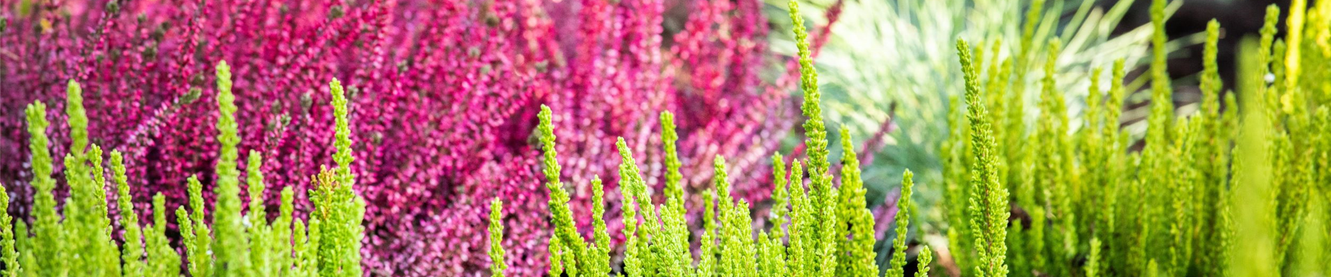 GS654727_Heide pflanzen_ GS654727_Heide pflanzen_