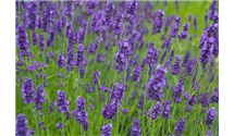 Lavendel