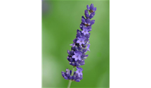 Lavendel