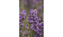 Lavendel