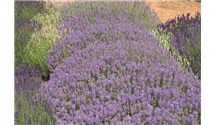 Lavendel