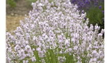 Lavendel