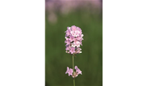 Lavendel
