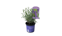 Lavendel