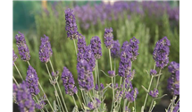 Lavendel