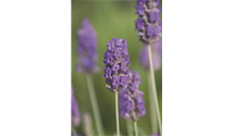 Lavendel