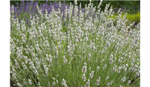 Lavendel
