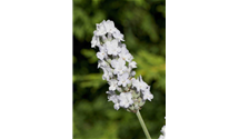 Lavendel